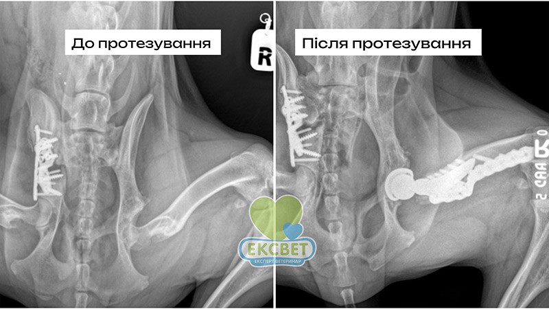Протезування кульшового суглоба собаці - рентген до та після операції