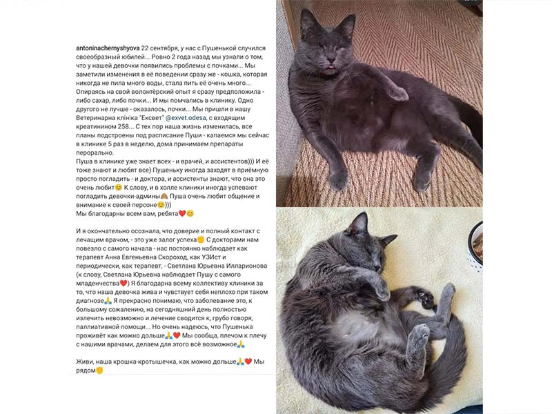 Кішка Пуша - відгук про ветеринарну клініку Ексвет