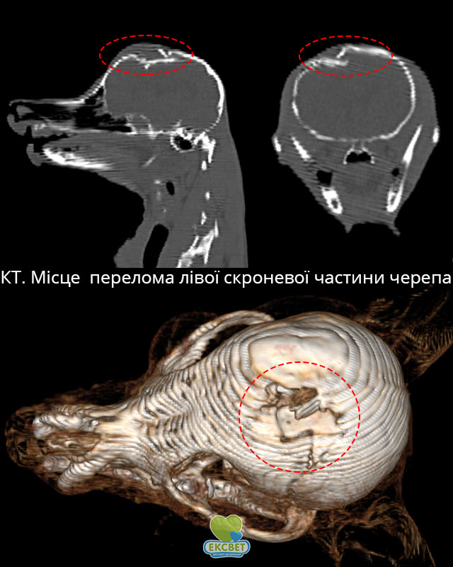 КТ голови собаки. Перелом лівої скроневої частини черепа