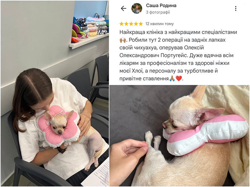 Відгук про лікування у ветеринарній клініці Ексвет в Одесі - операція на двох задніх лапках у собаки породи чихуахуа