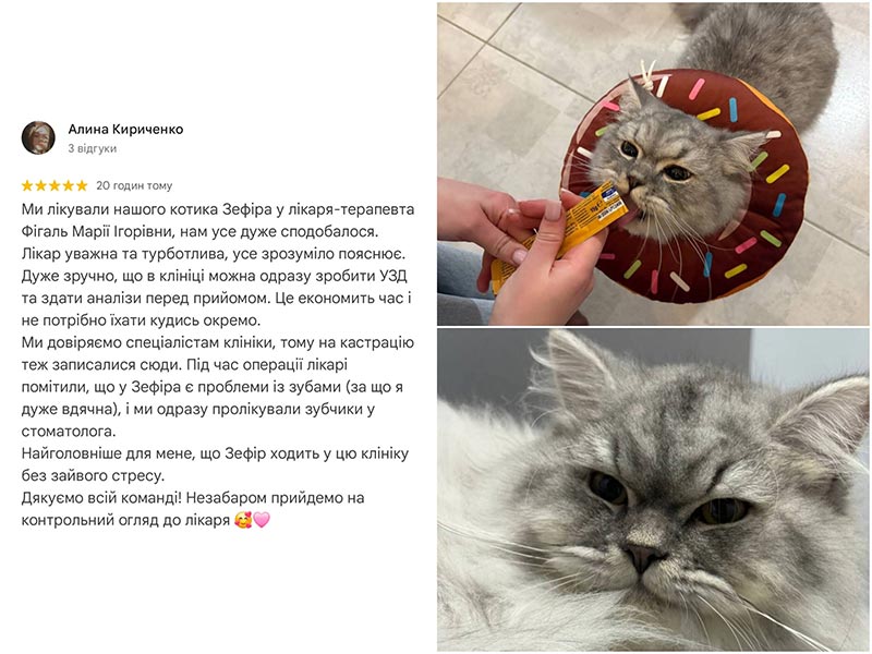 Кіт Зефір - відгук про лікування у ветеринарній клініці Ексвет, м.Одеса