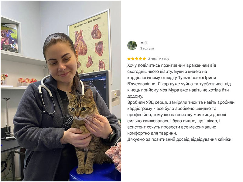 Відгук про кардіологічний прийом кішки у ветеринарній клініці Ексвет, м.Одеса