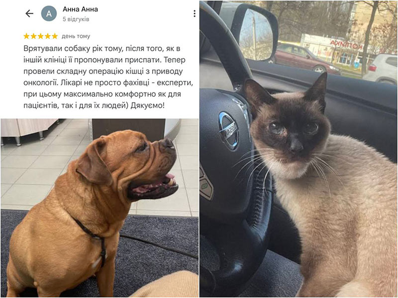 Собака та кішка, які пройшли успішне лікування у ветеринарній клініці Ексвет в Одесі - відгук петбатьків