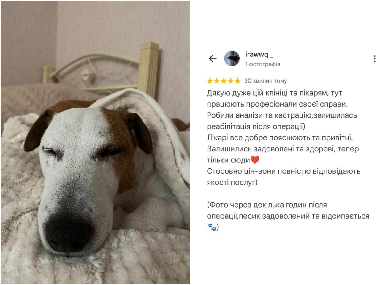 Собака після стерилізації в ветеринарній клініці Ексвет - відгук