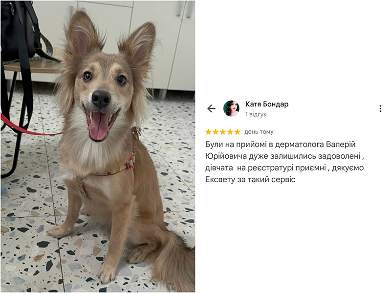 Собака - пацієнт ветеринарного дерматолога клініки Ексвет. Відгук про лікування