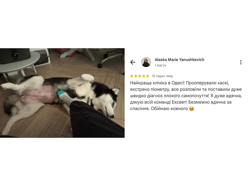 Собака породи хаскі після лікування піометри у ветеринарній клініці Ексвет в Одесі