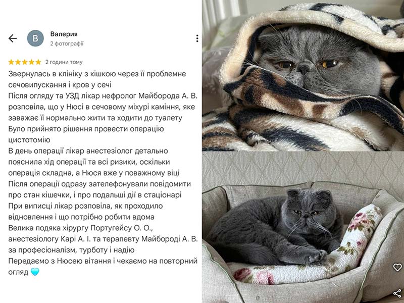 Кішка Нюся, якій виконали цмстотомію - відгук про лікування у ветеринарній клініці Ексвет