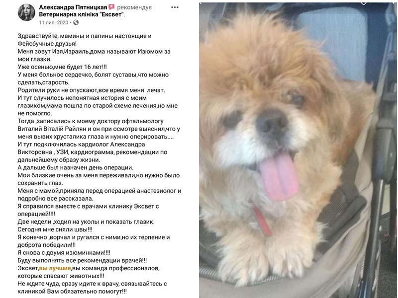 Собака Ізя - офтальмологічний пацієнт ветеринарної клініки Ексвет, відгук