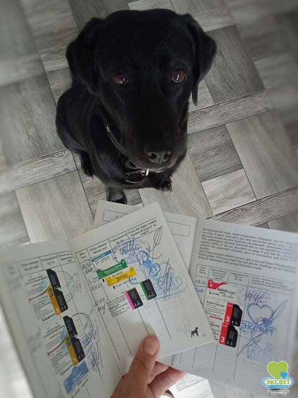 Чорний лабрадор Лола та її ветеринарний паспорт з вакцінаціями від інфекційних хвороб та сказу