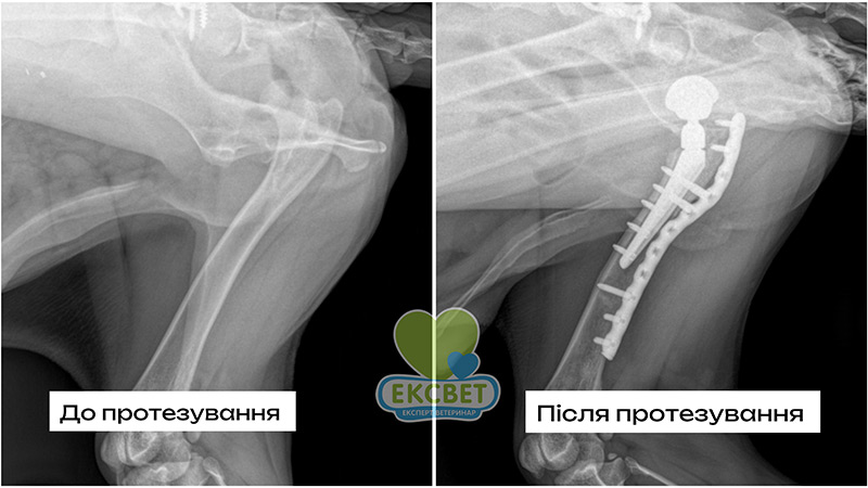 Рентген тазової кінцівки собаки до та після протезування тазостегнового суглоба