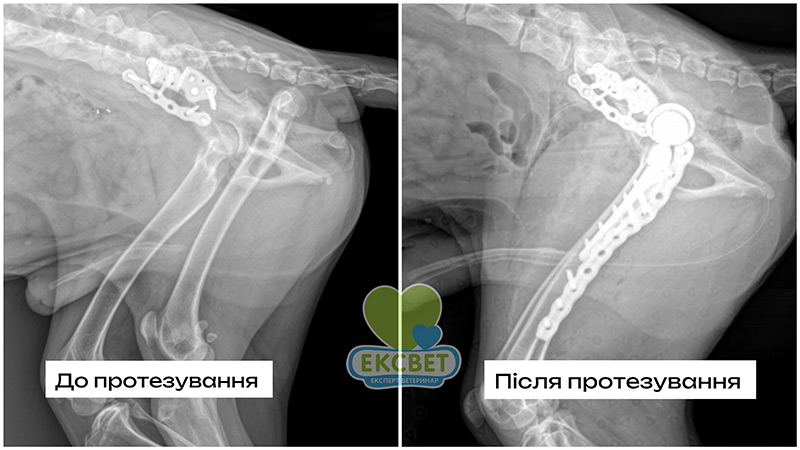 Ендопротезування кульшового суглоба собаці - рентген