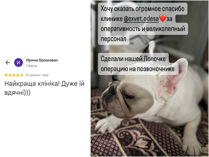 Відгук про роботу ветеринарної клініки ЕЕксвет в Одесі - операція на хребті с обаки