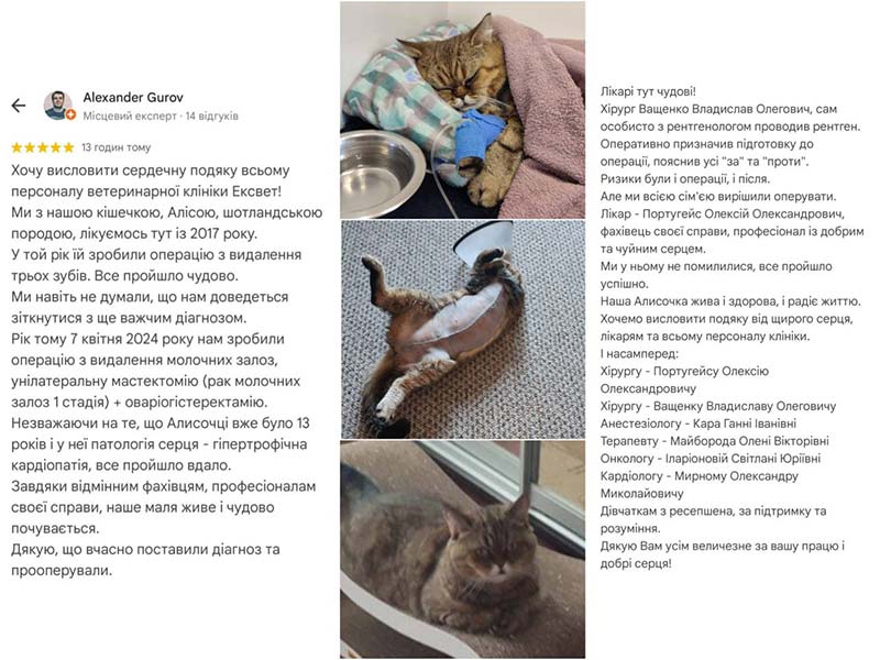 Лікування кішки у клініці Ексвет. Діагноз рак молочних залоз. Відгук про лікування та клініку від власника