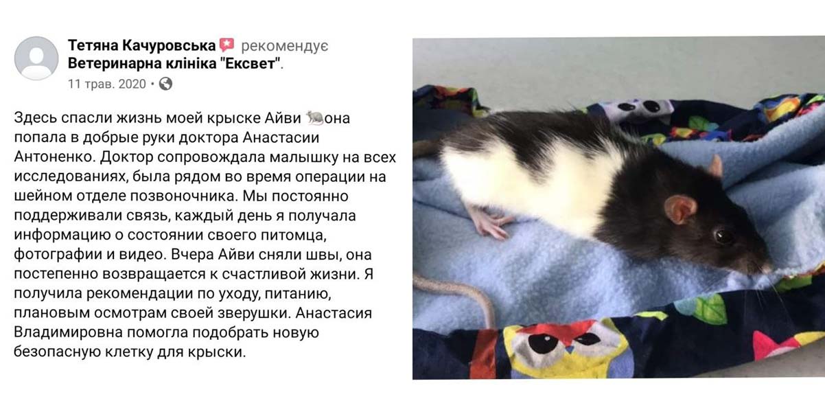 Криса Айві - лікування перелому хребта у ветеринарній клініці Ексвет, відгук