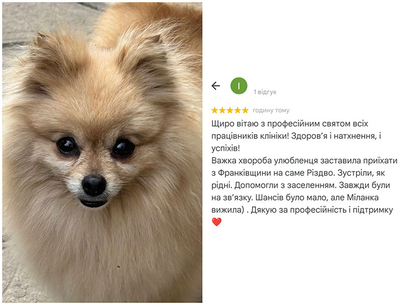 Собачка Миланка - відгук про лікування важкої хвороби у ветеринарній клініці Ексвет