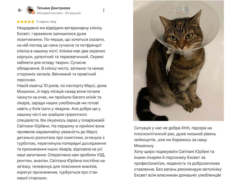 Кішка Маусі - відгук про лікування у ветеринарній клініці Ексвет