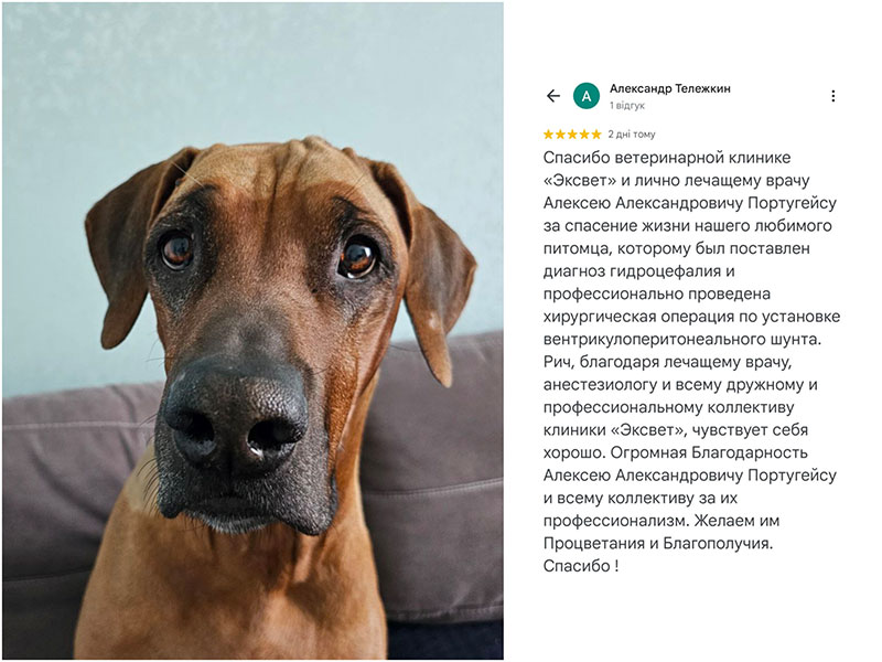 Собака ріджбек, лікування гідроцефалії у ветеринарній клініці Ексвет, відгук власника