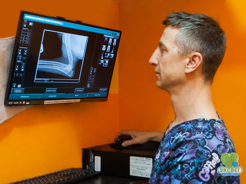Експерт з дисплазії ліктьових та кульшових суглобів Віталій Райлян вивчає цифровий рентгенівський знимок ліктьових суглобів собаки