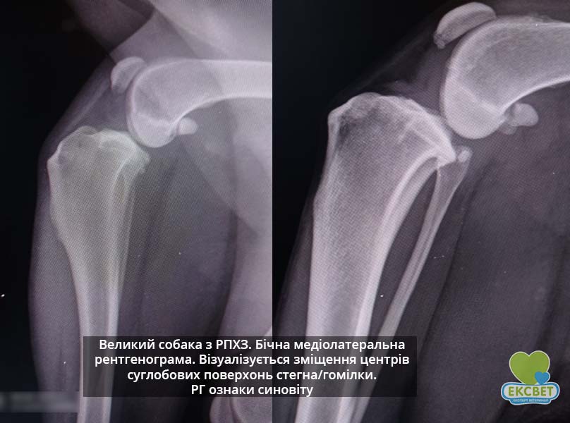 Великий собака. Бокова медіолатеральна рентгенограма. Візуалізуються РГ ознаки синовіту та зміщення суглобових центрів стегна та гомілки. Діагноз &ndash; РПХЗ.
