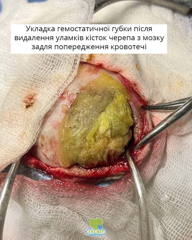 Операція з лікування перелому черепа у собаки - укладка гемостатичної губки