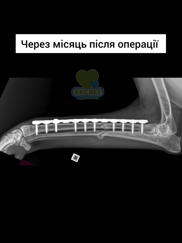 Рентген передпліччя собаки через місяць після операції остеосинтеза з накладанням пластини. Є ознаки зрощення кістки