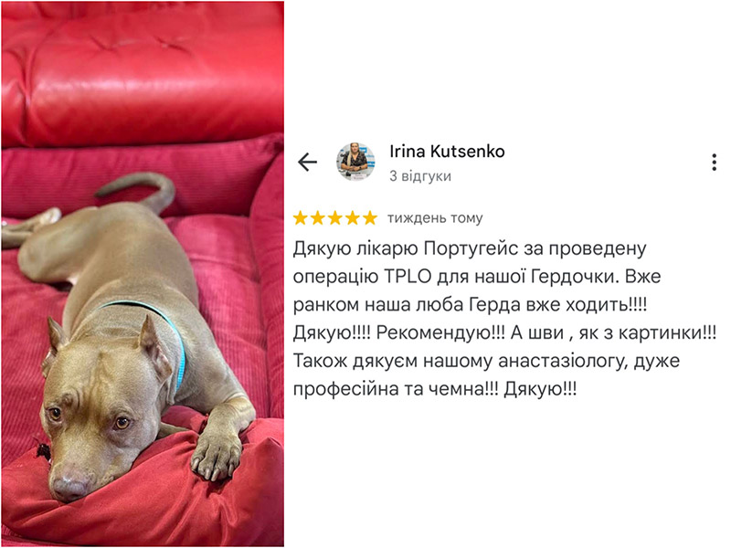 Собака Герда - відгук про лікування методом TPLO у ветеринарній клініці Ексвет 