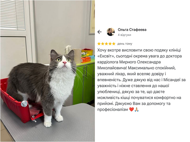 Кішка - пацієнтка ветеринарного кардіолога, відгук про лікування у клініці Ексвет