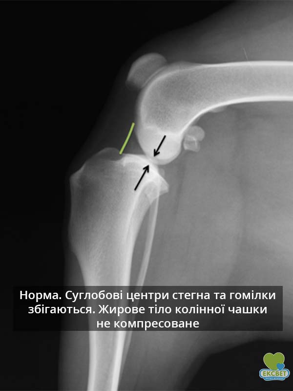 Рентген коліна собаки. Норма. Суглобові центри стегна та гомілки збігаються. Жирове тіло колінної чашки не компресоване
