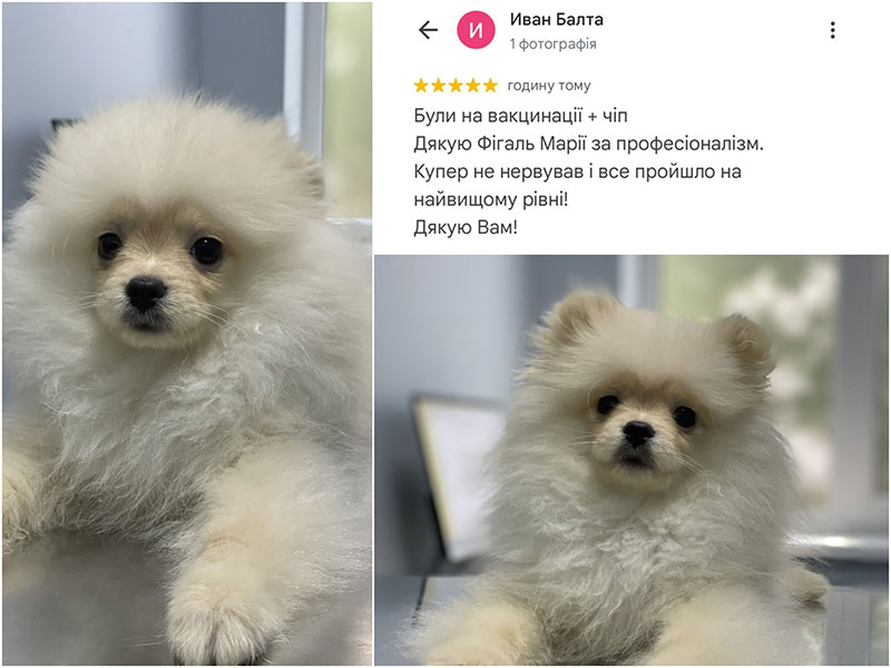 Шпиць пісяі вакцинації. Відгук клієнта ветеринарної клініки Ексвет