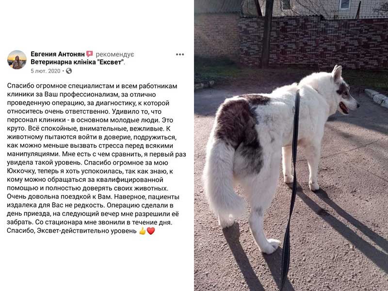 Собака Юкка, відгук про лікування у ветеринарній клініці Ексвет