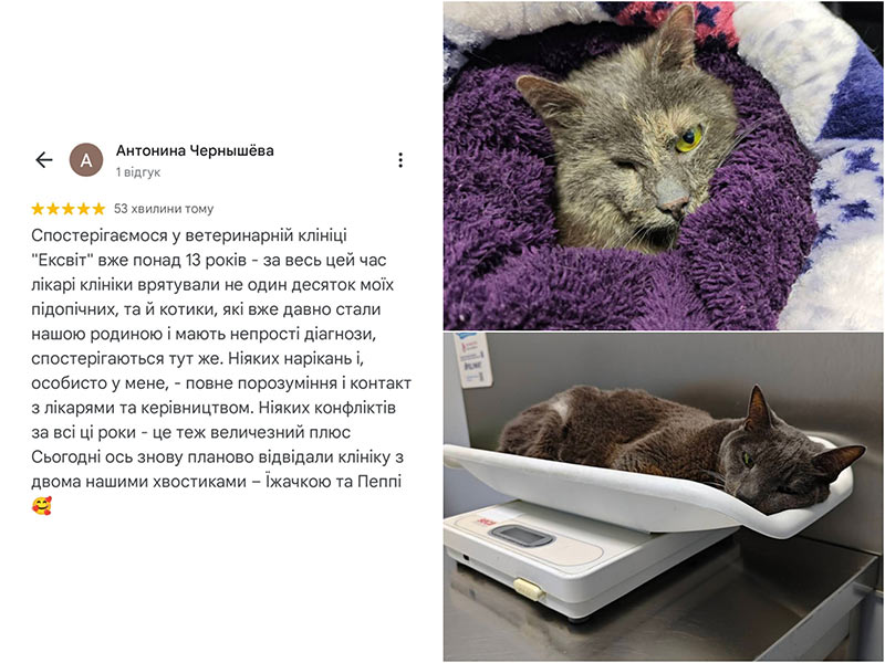 Коти Йожа та Пеппі - пацієнти ветеринарної клініки Ексвет. Відгук про клініку