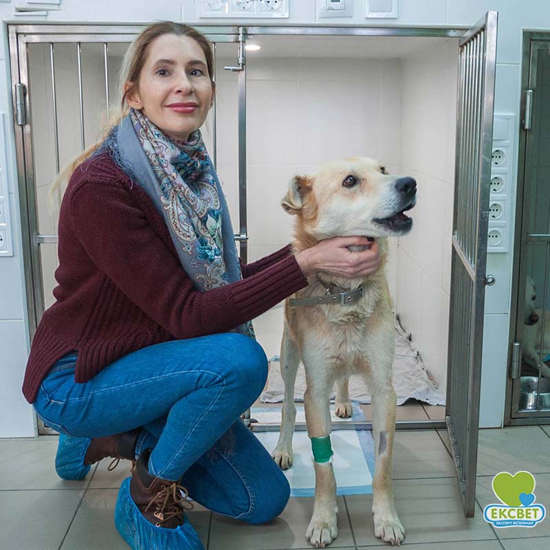 Як допомогти безпритульній тварині, що потрапилу у біду, радить Юлія Ігнатенко, волонтерка-зоозахисниця