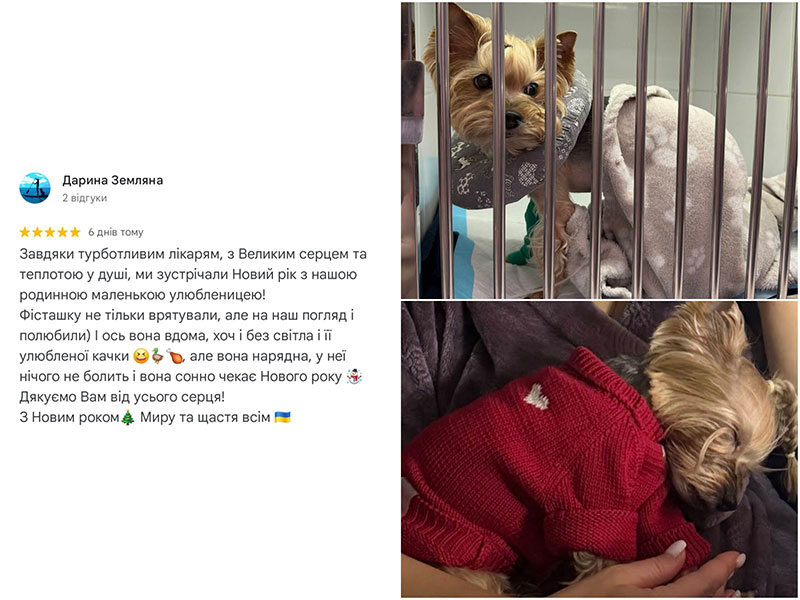 Собака йоркширський тер'єр, фото в клініці та вдома - відгук про лікування в Ексвет, Одеса