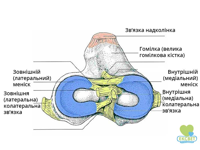 Анатомія колінного суглоба собаки. Візуалізація менісків