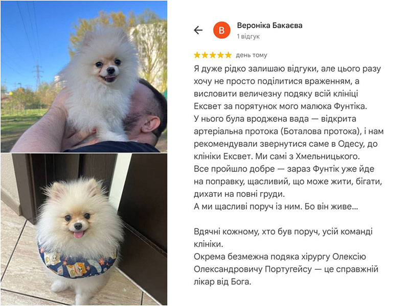 Операція на серці собаки  - лігування боталової протоки, відгук по лікування у ветеринарній клініці Ексвет