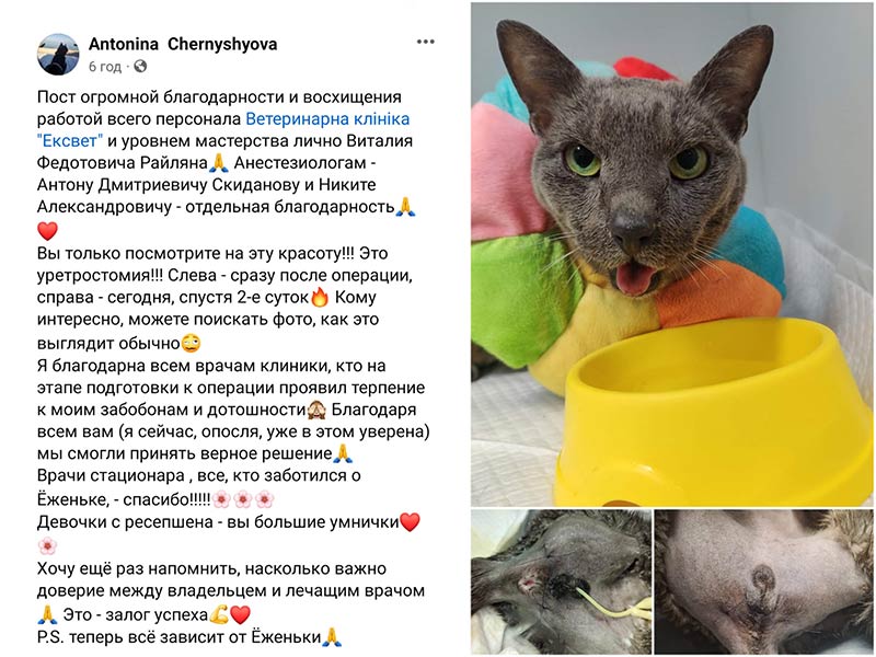Ветеринарна клініка Ексвет - відгук після уретростомії у кота