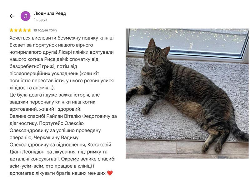 Відгук про ветеринарну клініку Ексвет в Одесі - лікування кота від грижи та ліпідозу