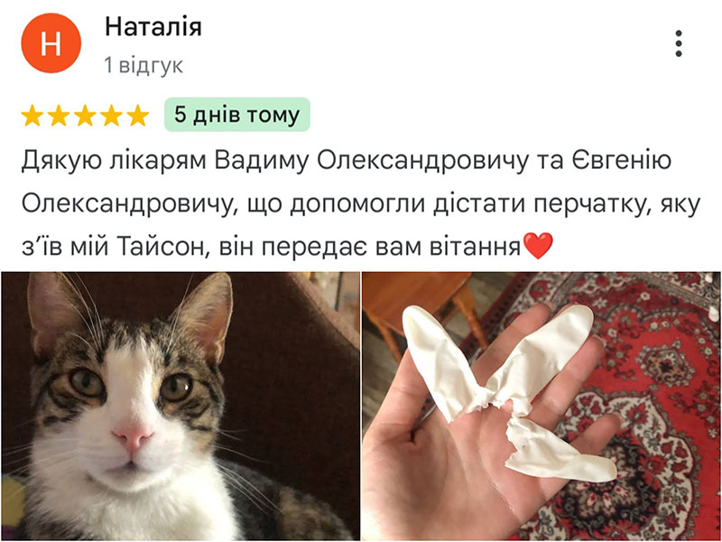 Кіт Тайсон, який з'їв гумову рукавичку - відгук про лікування у ветеринарній клініці Ексвет