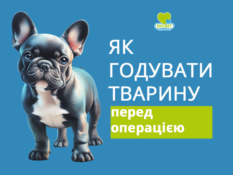 Як годувати тварину переде операцією - пораді від ветеринарної клініки Ексвет