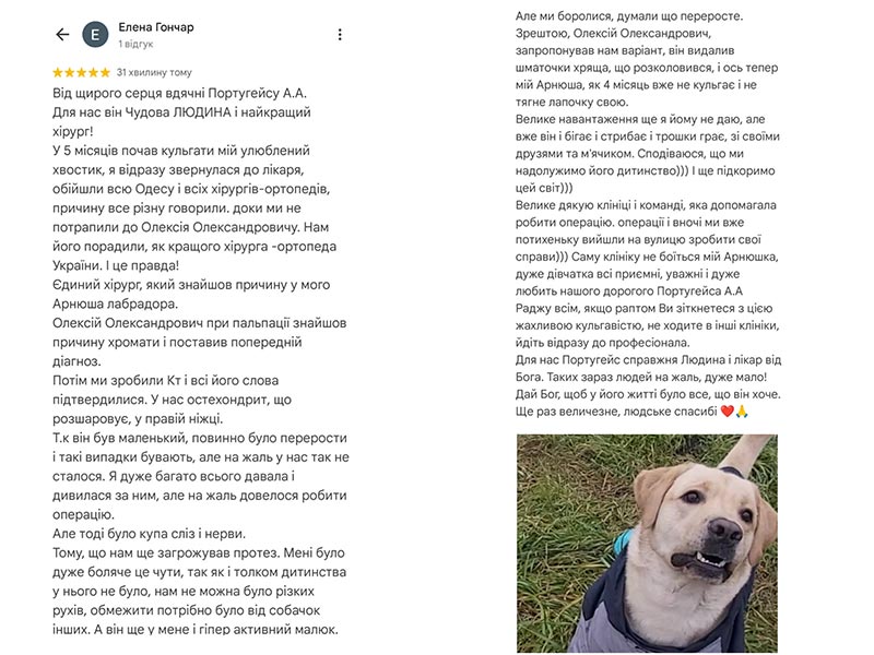 Лабрадор Арні лікувався у ветеринарній клініці Ексвет від розсікаючого остеохондриту. Відгук про роботу клініки