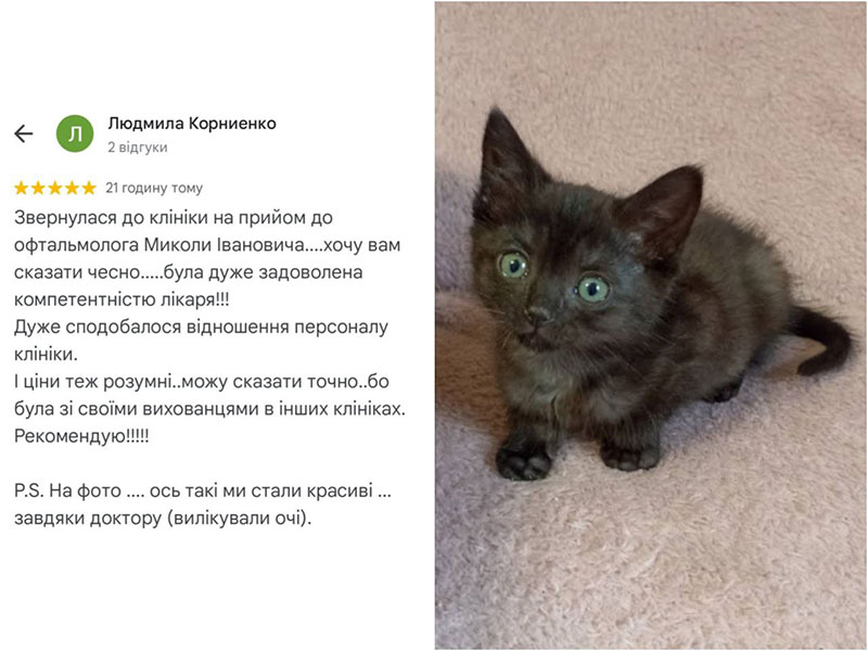 Кошеня - паціент ветеринарної клініки Ексвет. відгук про лікування у ветеринарного офтальмолога