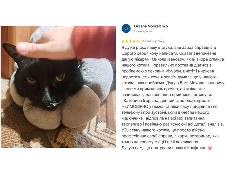 Відгук про лікування кота з хворобою сечовивідної системи у ветеринарній клініці Ексвет